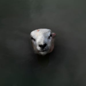 Sheep, Animalibus Series.