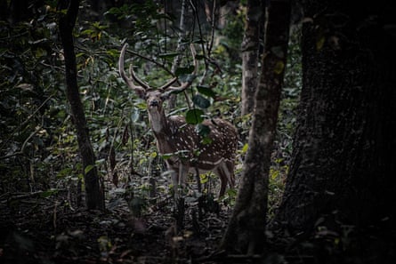 A spotted deer in a forest landscape