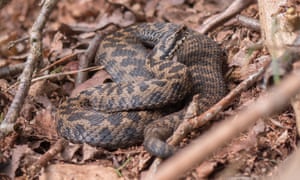 A male adder male coiled up at Sheringham Park