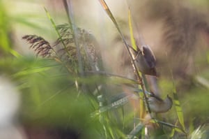 Sedge Warblers squabble in reeds on the Isle of Grain. The isle is the easternmost point of the Hoo Peninsula in the district of Medway in Kent and an important habitat for wildlife.