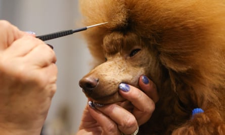 A miniature poodle is prepped for competition on day 1 of Crufts 2023.