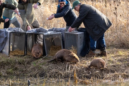 Beavers are finally released at Boothby Wildland.