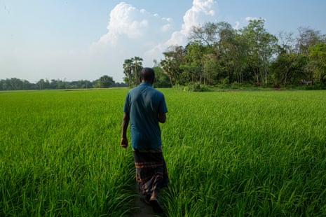 A man walks away towards a line of trees through a bright green paddy field.