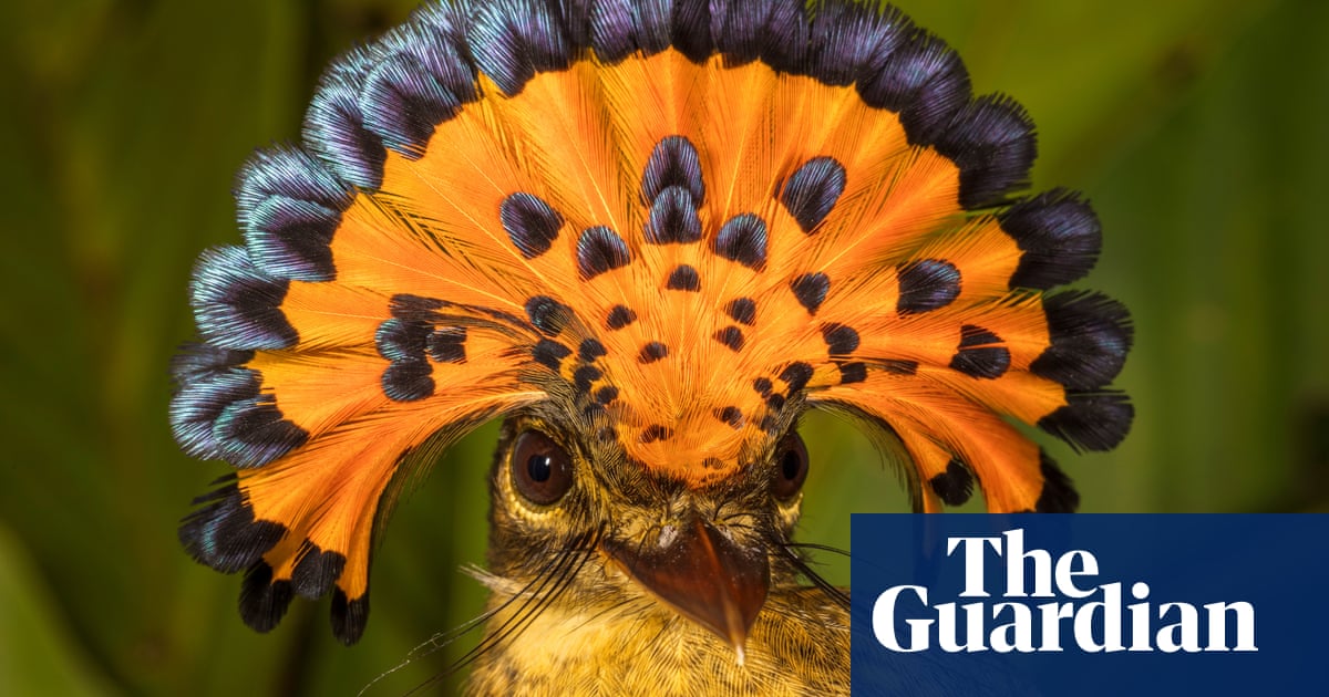 Wildlife Conservation Society's favourite pictures of 2016