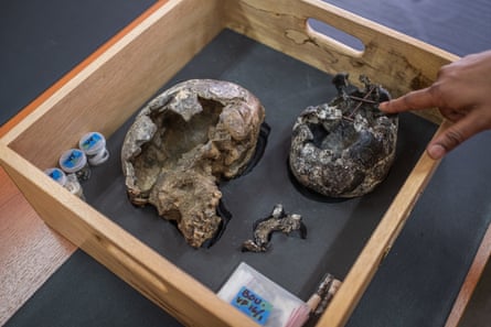 Two fragmented skulls in a wooden box