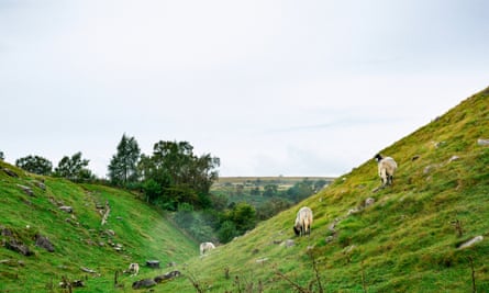 Sheep graze steep slopes.