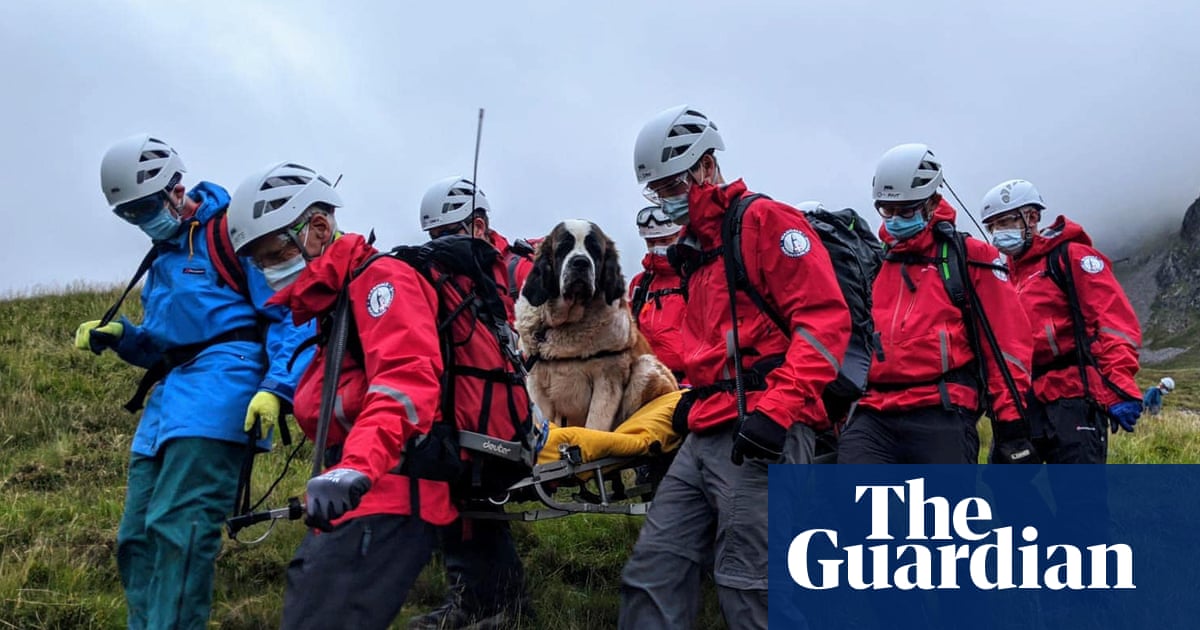 St Bernard dog rescued after collapsing on Scafell Pike