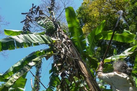 A man holds a long-handled scythe and prepares to strike at a bunch of bananas.