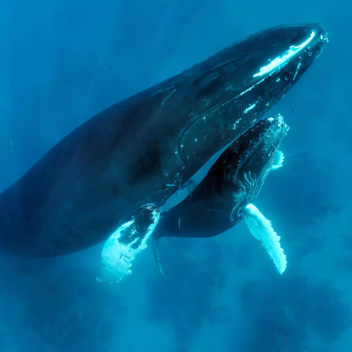 Yeah I M In Trouble Man Who Rescued Whale Calf Caught In