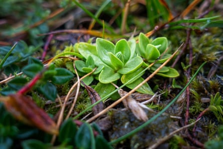 A small cluster of green leaves, spring gentian grow on a Teesdale hillside