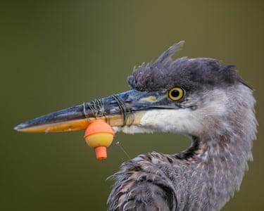 A close-up shot of a heron with fishing line and float and float wrapped around its beak