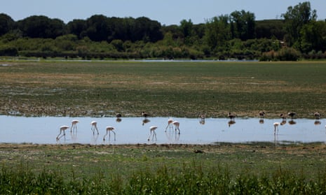 The marshes at Donana national park