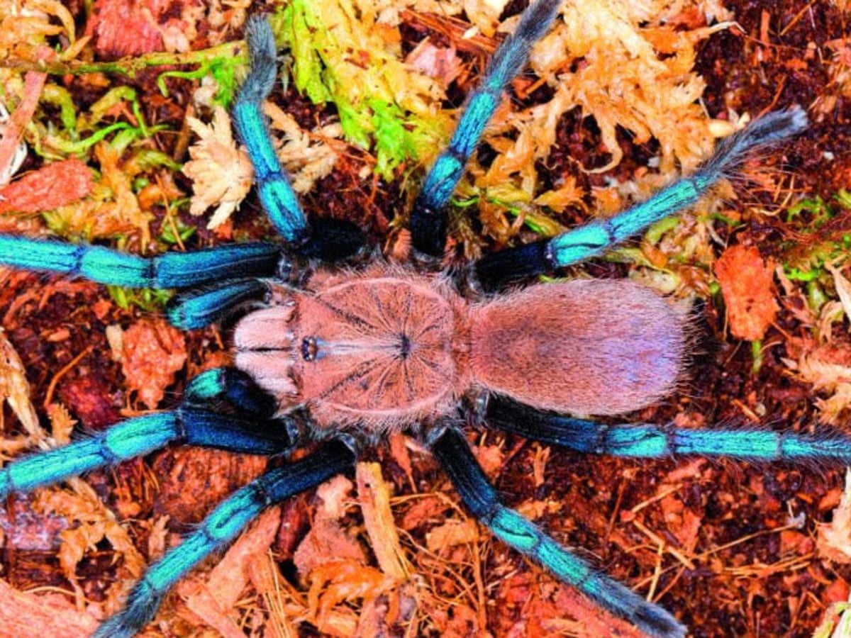 The ultimate lovely legs competition: the world's nine most beautiful  spiders | Spiders | The Guardian