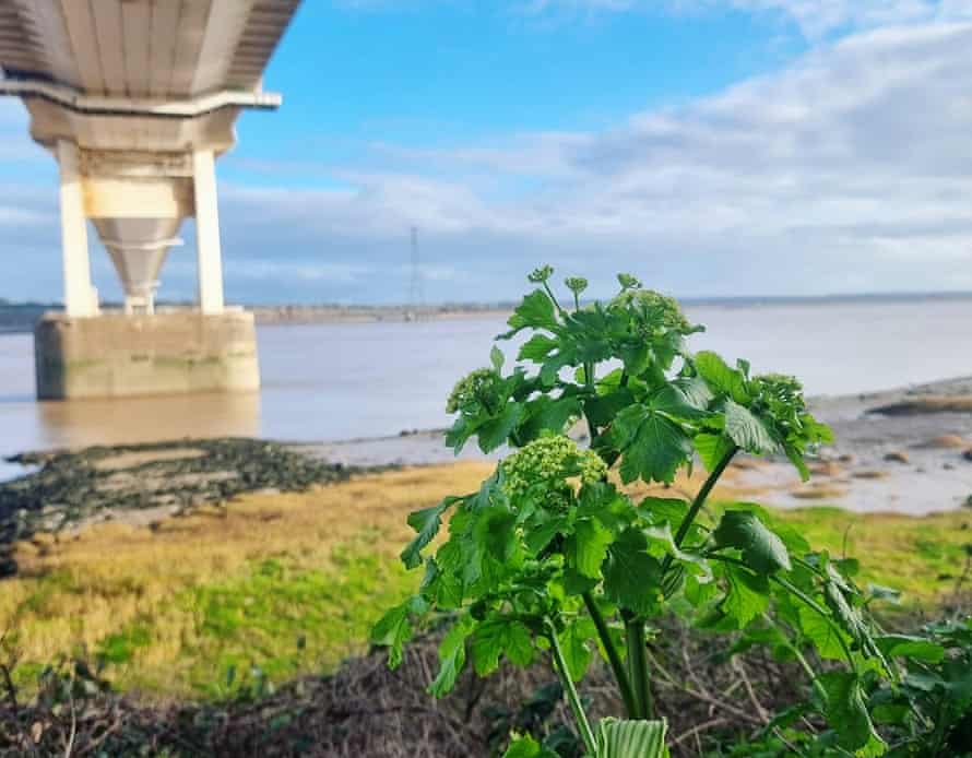 Alexander plant under the Severn Bridge.