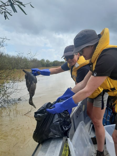 Volunteers and Fish & Game workers collect the bodies of dead birds at Whangamarino wetland