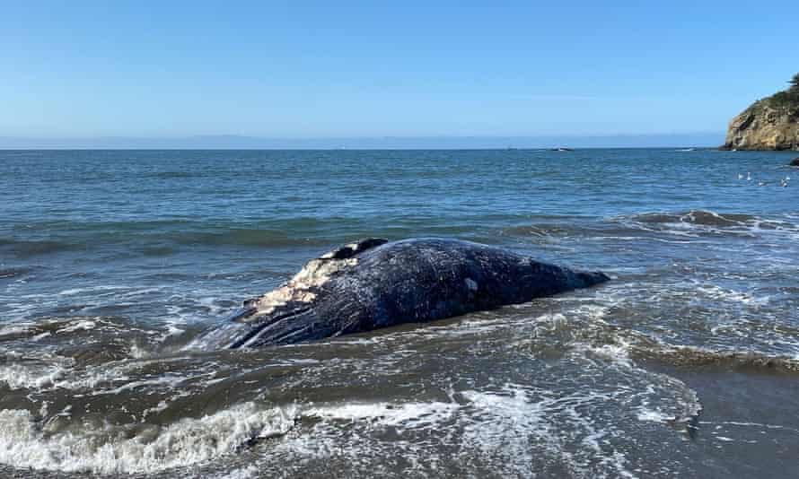 Photo provided by the Marine Mammal Center shows an adult female gray whale that washed up on Muir Beach in California this week. 