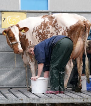Edinburgh, Scotland. Cattle are cleaned in the run-up to the 200th Royal Highland show, which opens on Thursday and has more than 6,500 animals entered into more than 900 competitions