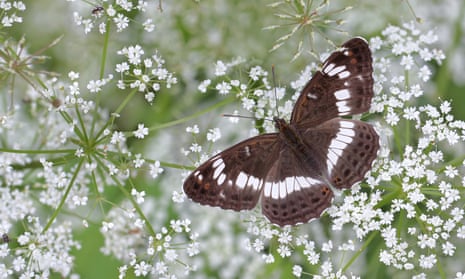 White admiral butterfly (Limenitis camilla)