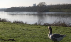 River bird by river