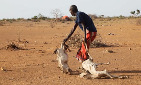 A Somali man disposes of his dead livestock in a country that has seen its worst drought in 40 years