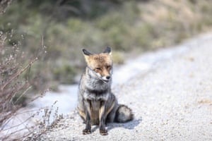 A fox is seen on the Gallipoli Peninsula in Canakkale, Turkey.