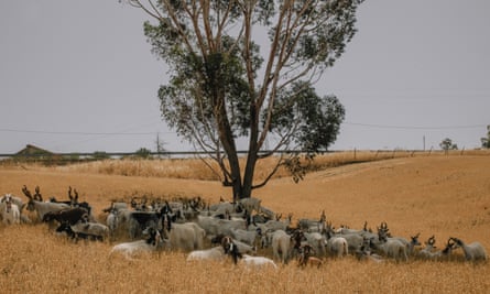 Goats shelter from the sun under large tree