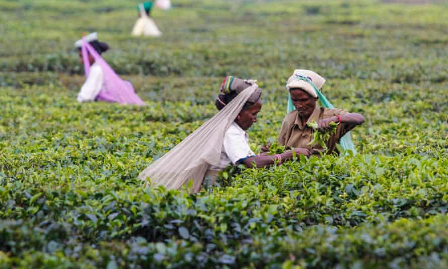 Women harvesting organic tea in the district of Darjeeling in West Bengal in India.
