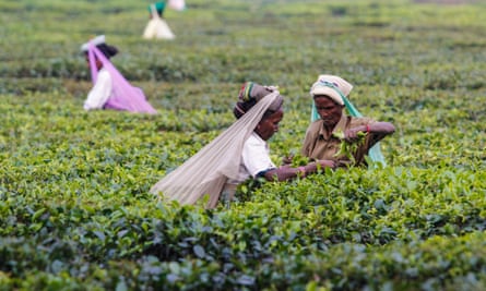 Women harvesting organic tea in the district of Darjeeling in West Bengal in India.