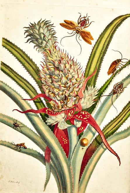 Detail from one of Maria Sibylla Merian’s illustrations in Metamorphosis insectorum surinamensium