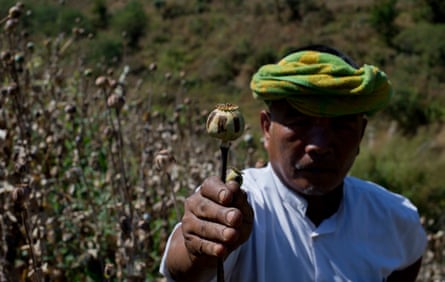 A poppy farmer holds a harvested poppy stem with dried-up opium sap in central Shan state, Myanmar.