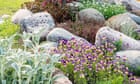 The huge appeal of tiny alpines