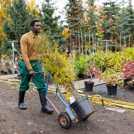 Gardener moving plants with hand truck at tree nursery.