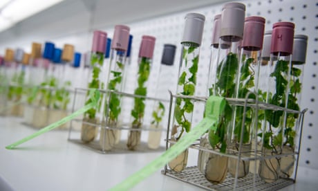 Variedades de uva antiguas en el laboratorio del viñedo Familia Torres, cerca de Barcelona.