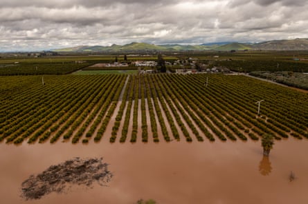 Rows of agriculture are submerged in flood water.