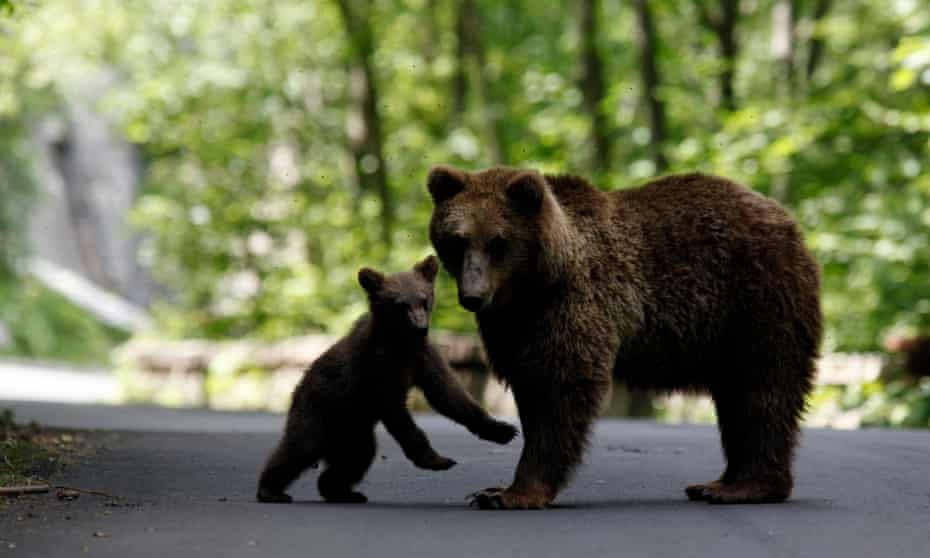 A brown bear and her cub play on the road on the outskirts of Sinaia, north of Bucharest