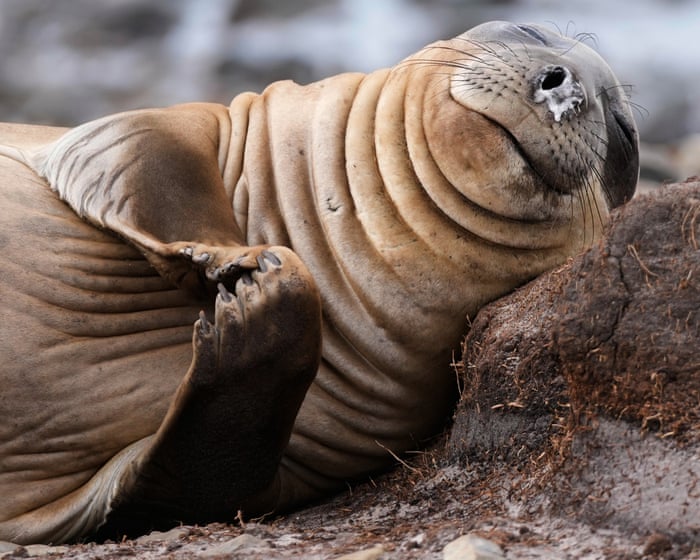 Week in wildlife: an ostrich on the lam, a tortoise crossing a road and surfing seals