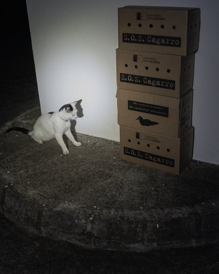 A white and black cat sits on a stone ledge staring at stacked SOS Cagarro boxes with airholes