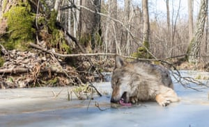 A thirsty timber wolf, Lithuania