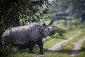A one-horned rhinoceros crosses a road inside Kaziranga national park, India.