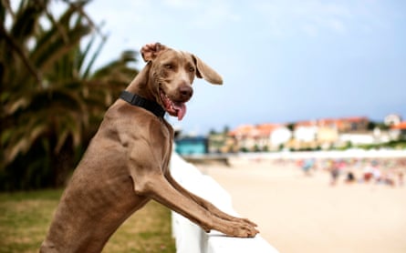 A dog with its front legs on a wall overlooking a beach in Spain