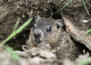 A young groundhog pokes its head out in Longueuil, Quebec, Canada