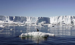 an adelie penguin in east antarctica
