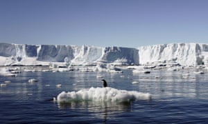 an adelie penguin in east antarctica