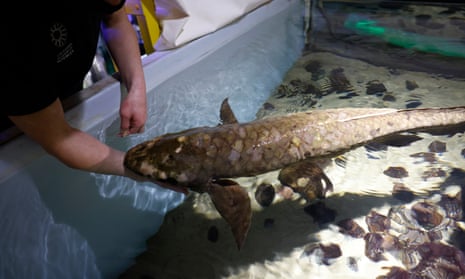 Methuselah, a 90-year-old plus Australian lungfish, the oldest fish in captivity in the U.S.<br>epa09684116 Senior Biologist Allan Jan feeds Methuselah, a 90-year-old plus, Australian lungfish, named Methuselah who lives at the Steinhart Aquarium at the California Academy of Sciences in Golden Gate Park in San Franicsco, California, USA, 13 January 2022. Methuselah is the oldest living fish in captivity in the United States which the Steinhart Aquarium acquried back in 1938. The primitive freshwater fish can breath on land and in water. Methuselah came to San Francisco on a steamship from Queensland, Australia in 1938 and details of acquring her are unknown, where she was was collected or who supplied her to the Aquarium. Biologist are unsure whether Methuselah is a male or female. EPA/JOHN G. MABANGLO