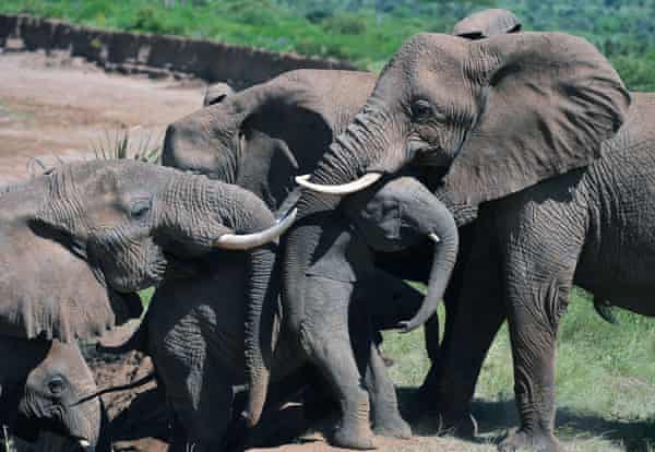 słonie pomagają cielcowi słonia na zboczu po fordingu rzeki Ewaso Nyiro w rezerwacie Samburu.