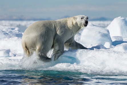 The North WaterPolynya has a large population of marine mammals, including the polar bear.