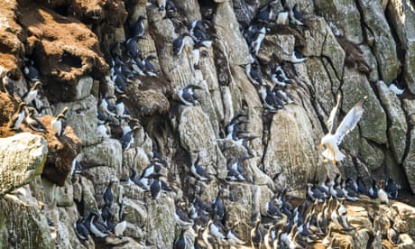 A seagull flies past guillemots nesting on Lundy's cliffs