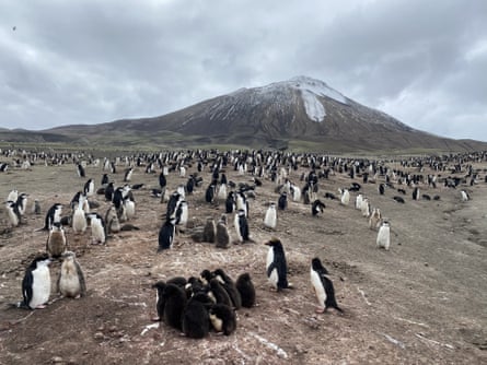 Penguins, including a group of young birds, cluster on rocky land in front of the mountain.