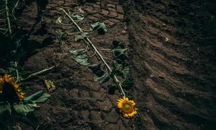 A closeup photo of a sunflower uprooted and crushed down into the soil, with the marks of a vehicle track going over it