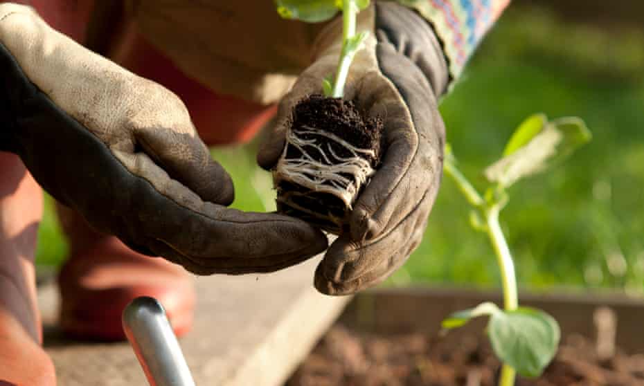 Gloved hands planting a bean shoot plant into a raised bed.